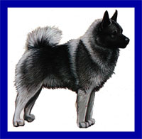a well breed Elkhound dog